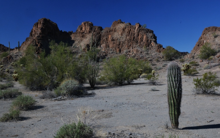 cactus personality